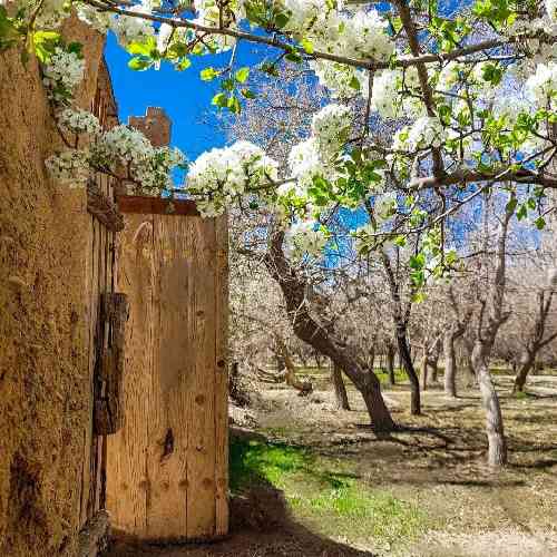 مصطفی ابراهیمی از سفر یاروم نیومد رفیق قلب بیماروم نیومد